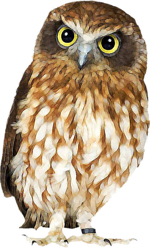 A Southern Boobook Owl